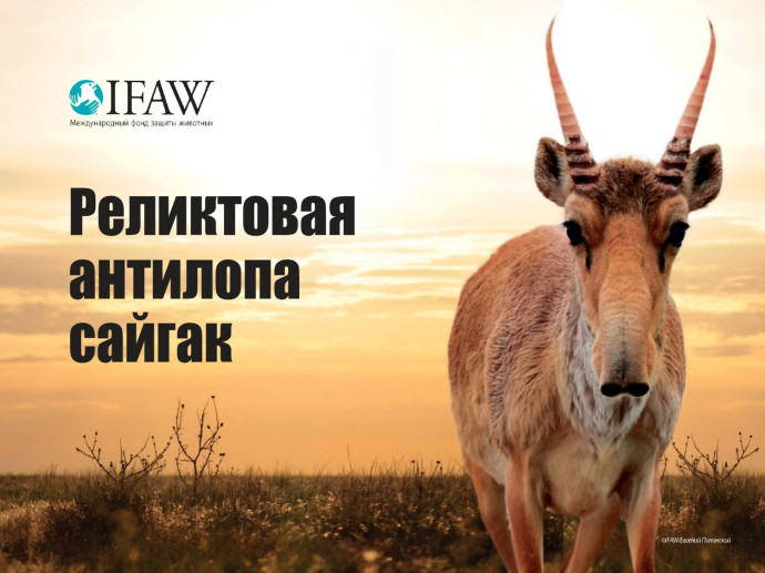 Экоурок &laquo;Реликтовая антилопа сайгак&raquo;