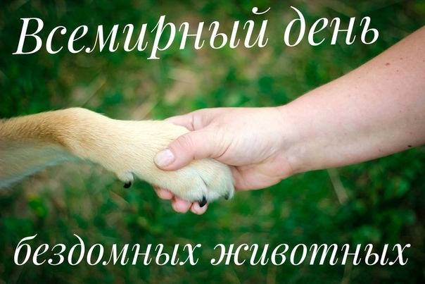 &laquo;Печально, что в мире огромном  нет места собакам и кошкам бездомным...&raquo;