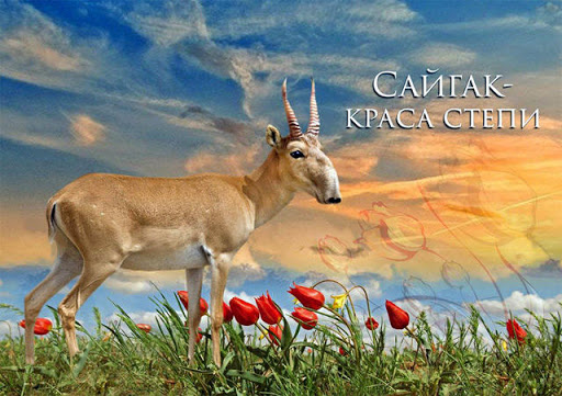Степное чудо природы